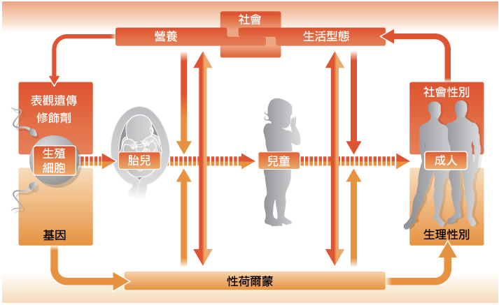 factors influencing sex development from Regitz-Zagrosek, V. EMBOR 13 (7)