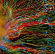 Stem Cells: Analyzing Sex