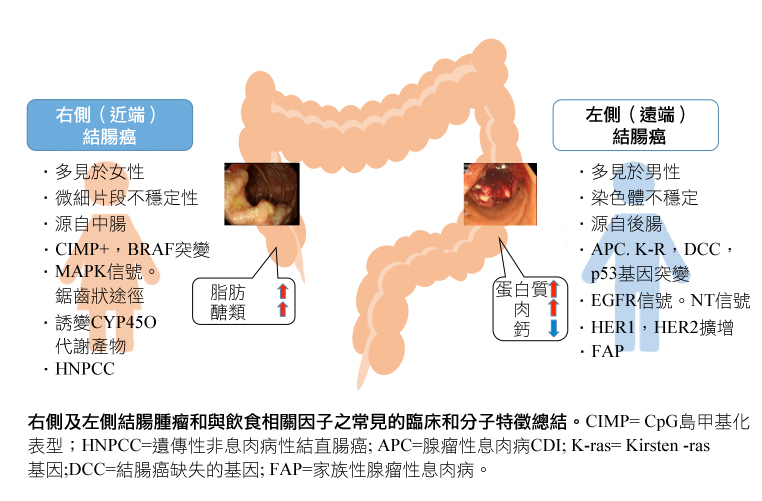 left side right side colon images