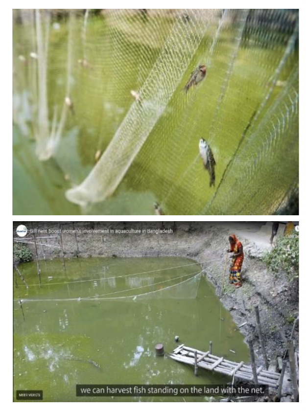 net pictures with tiny mola fish
