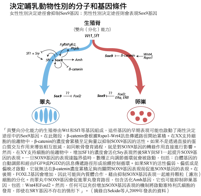 Molecular and Genetic Events in Mammalian Sex Determination