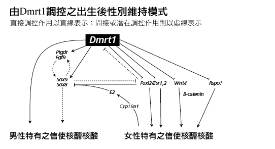 Model for Regulation by Postnatal Sex Maintenance by Dmrt1