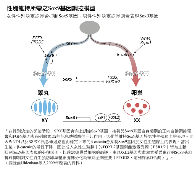 Model of Sox9 Regulation for Sex Maintenace