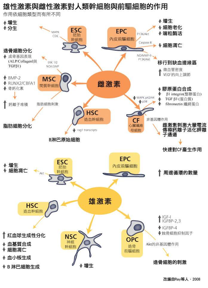 effects of estrogens and androgens on human stem cells and progenitor cells