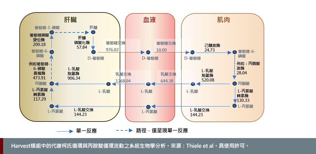 Systems biologic analysis of the metabolic Cori and Cahill cycle fluxes in Harvest. Source Theile et al with permission 